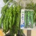 青龙11无限生长型绿色顺直长果型陇椒种子螺旋早中熟钝尖辣