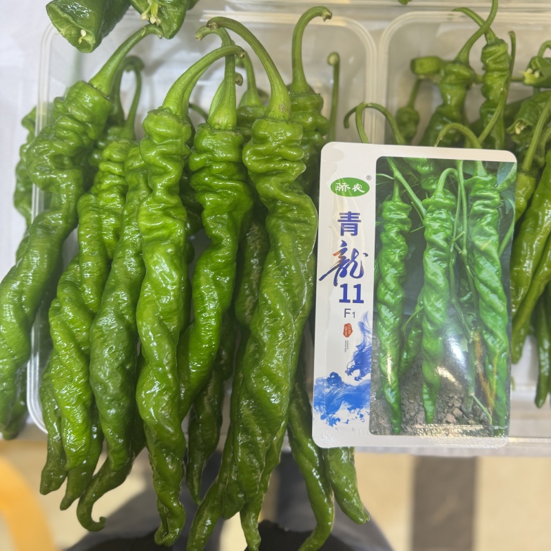 青龙11无限生长型绿色顺直长果型陇椒种子螺旋早中熟钝尖辣