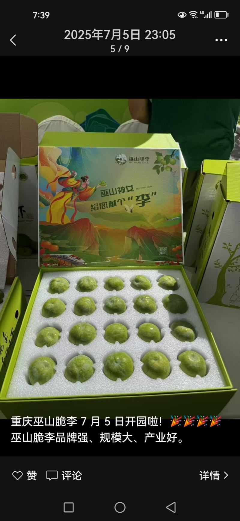 巫山脆李苗金秋晚脆李苗酥脆味甜中晚熟李特丰产半离核