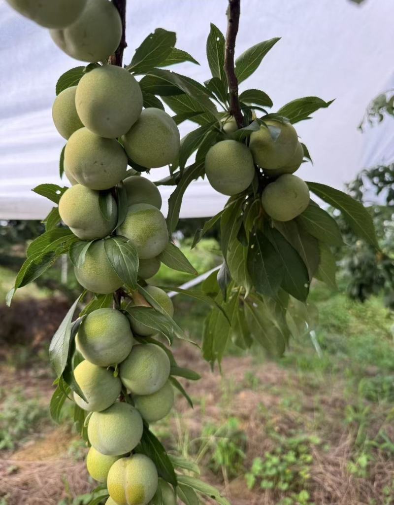 巫山脆李苗金秋晚脆李苗酥脆味甜中晚熟李特丰产半离核