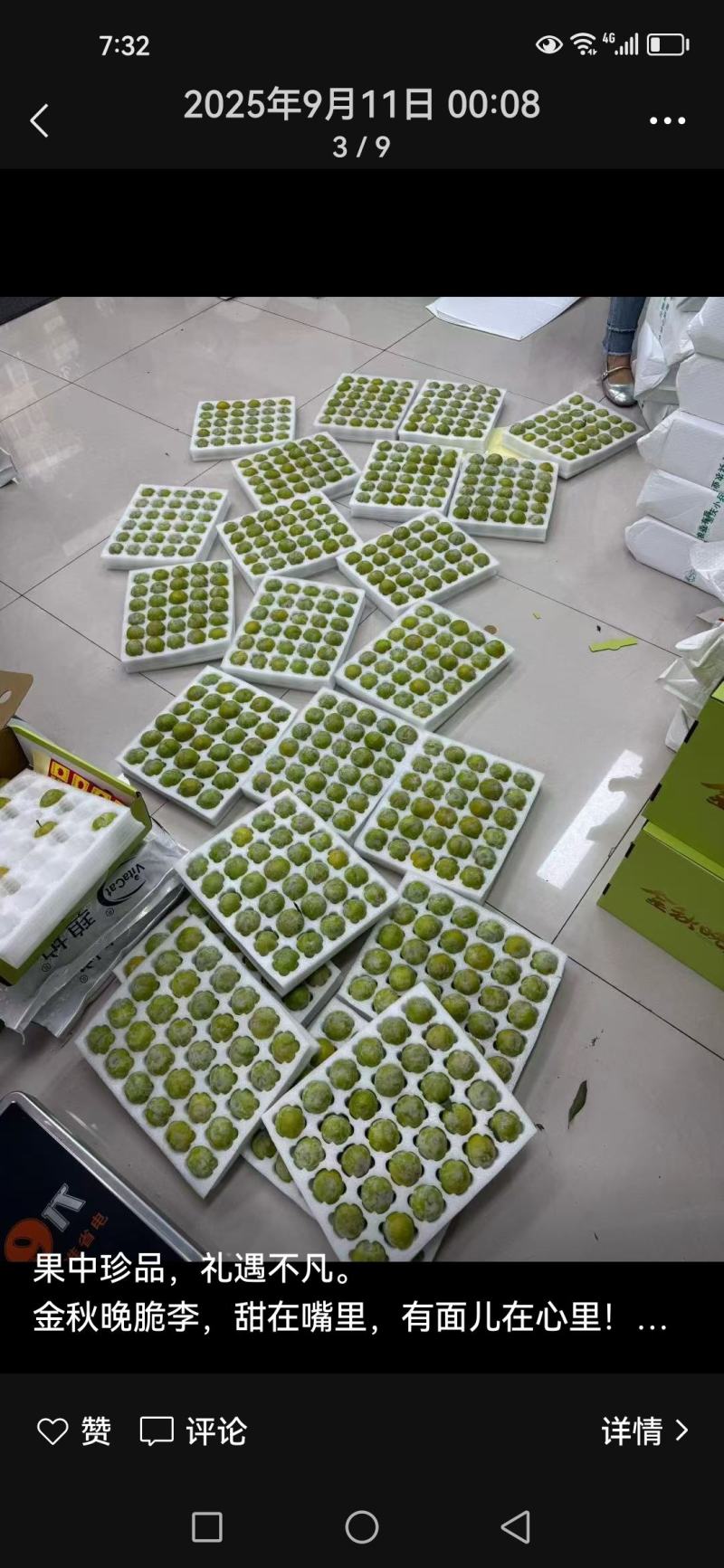 巫山脆李苗金秋晚脆李苗酥脆味甜中晚熟李特丰产半离核