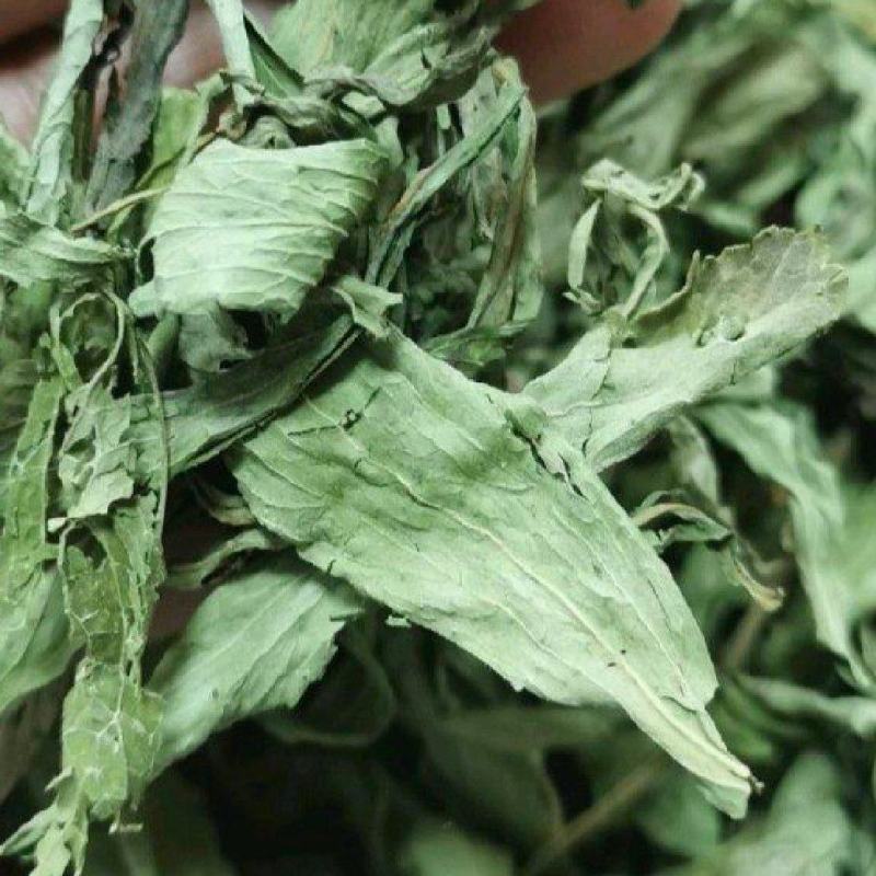 甜叶菊