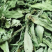 甜叶菊