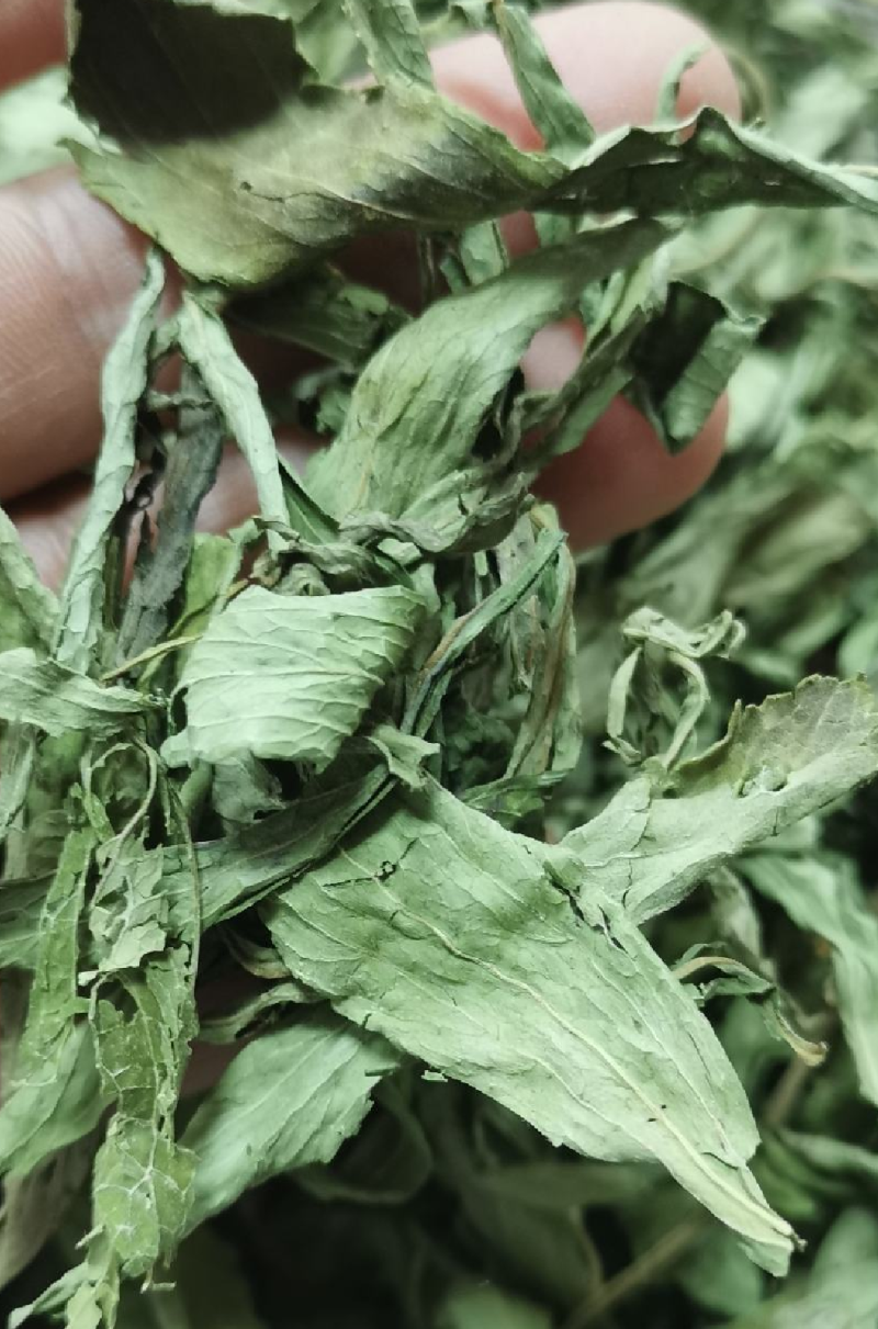 甜叶菊
