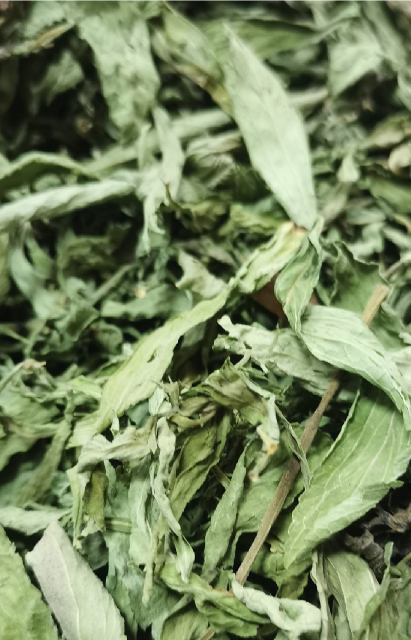 甜叶菊