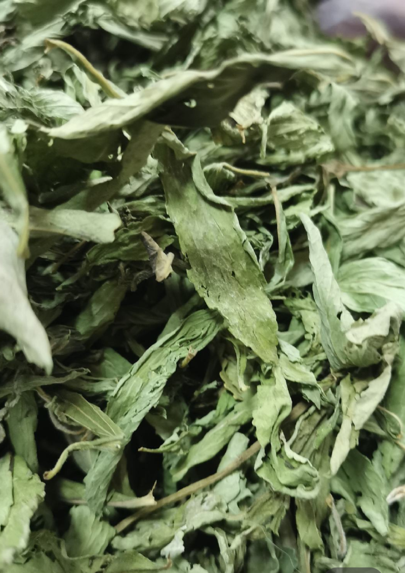 甜叶菊