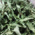 甜叶菊