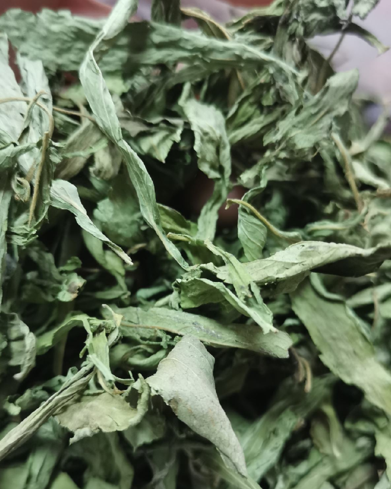 甜叶菊