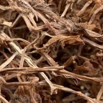 垂盆草实物拍摄诚信经营售后无忧