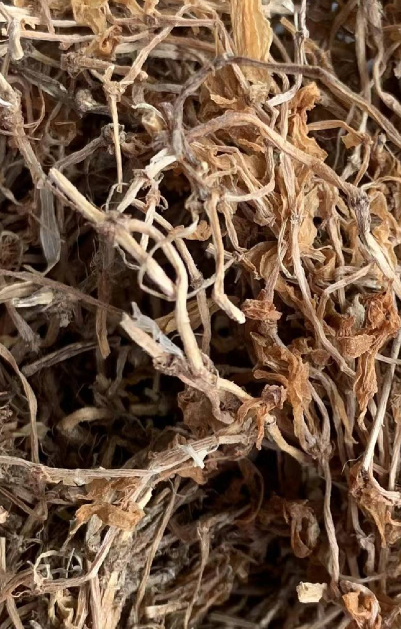 垂盆草实物拍摄诚信经营售后无忧