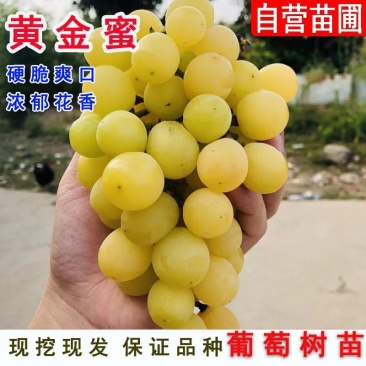 黄金蜜葡萄树苗，基地直发保证品种质量成活结果不对版全退款