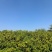 自家种植，大量山栀子