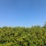 自家种植，大量山栀子