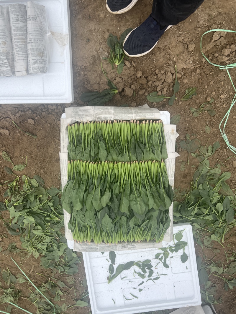 菠菜
