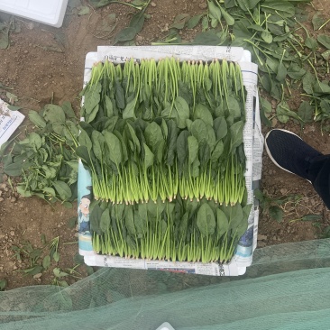 菠菜