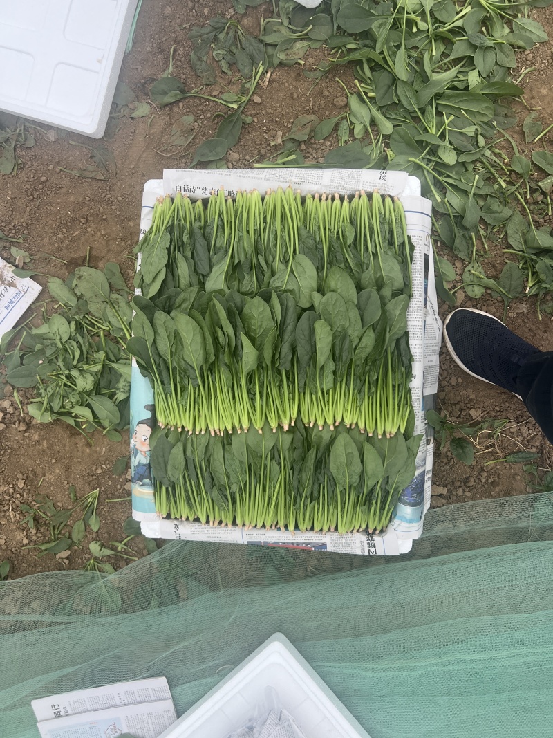 菠菜