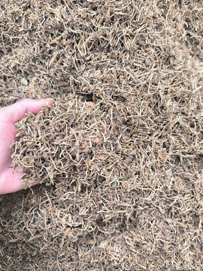 垂盆草实物拍摄诚信经营售后无忧