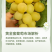 黄金蜜葡萄树苗，基地直发保证品种质量成活结果不对版全退款