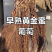 黄金蜜葡萄树苗，基地直发保证品种质量成活结果不对版全退款