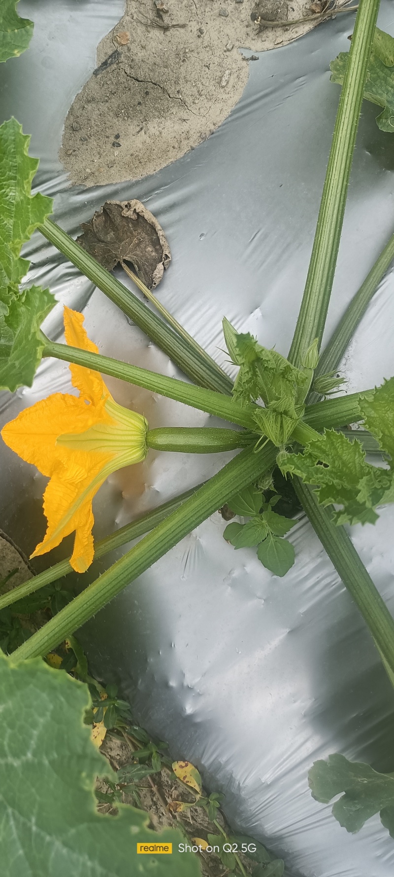 西葫芦