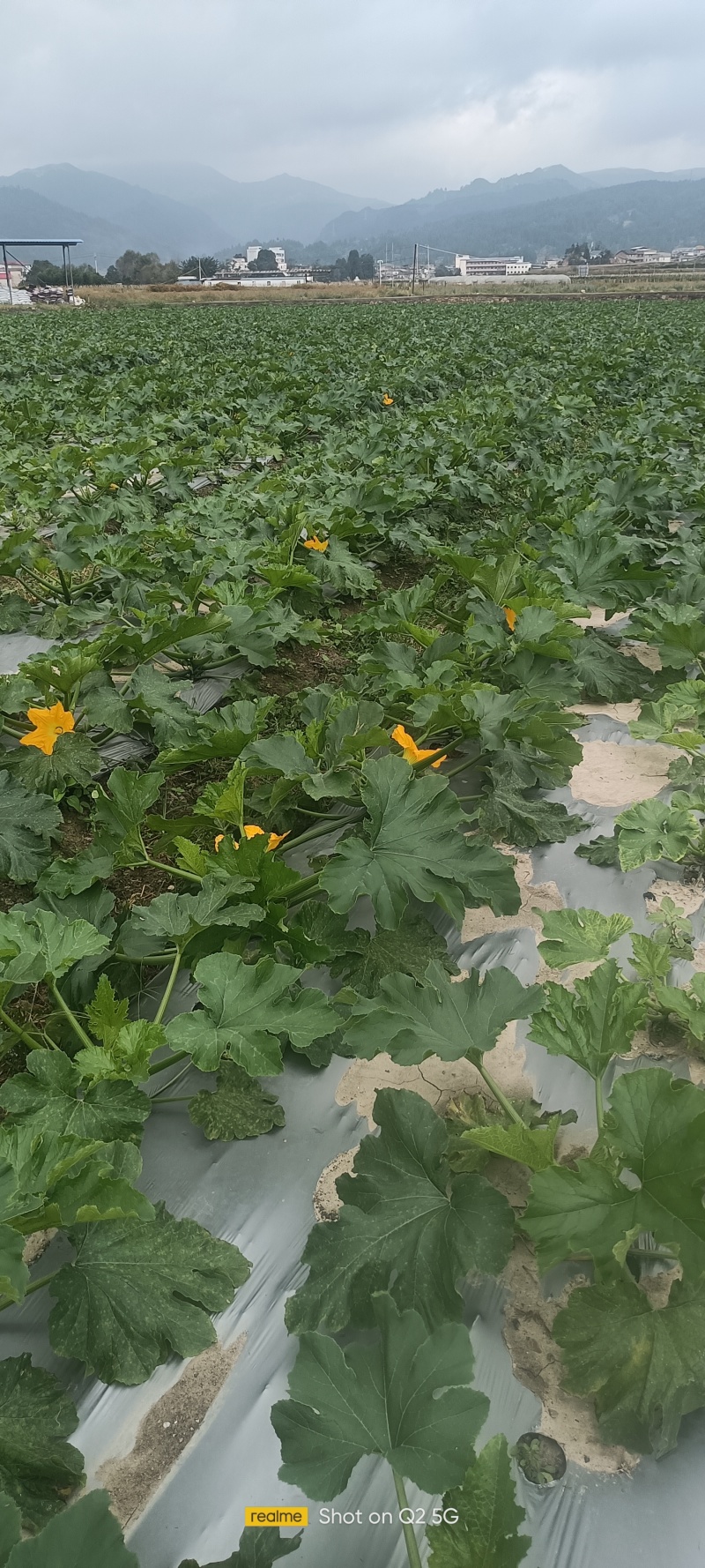 西葫芦