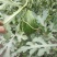 新小凤超甜西瓜种子绿皮黄肉早熟薄皮黄瓤含糖高礼品型小西瓜