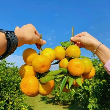 石门橘子又红了，酸酸甜甜刚刚好！