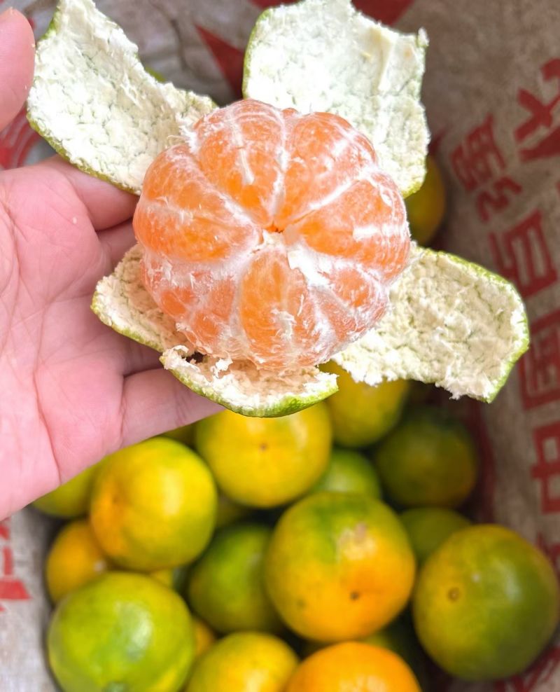 石门橘子又红了，酸酸甜甜刚刚好！