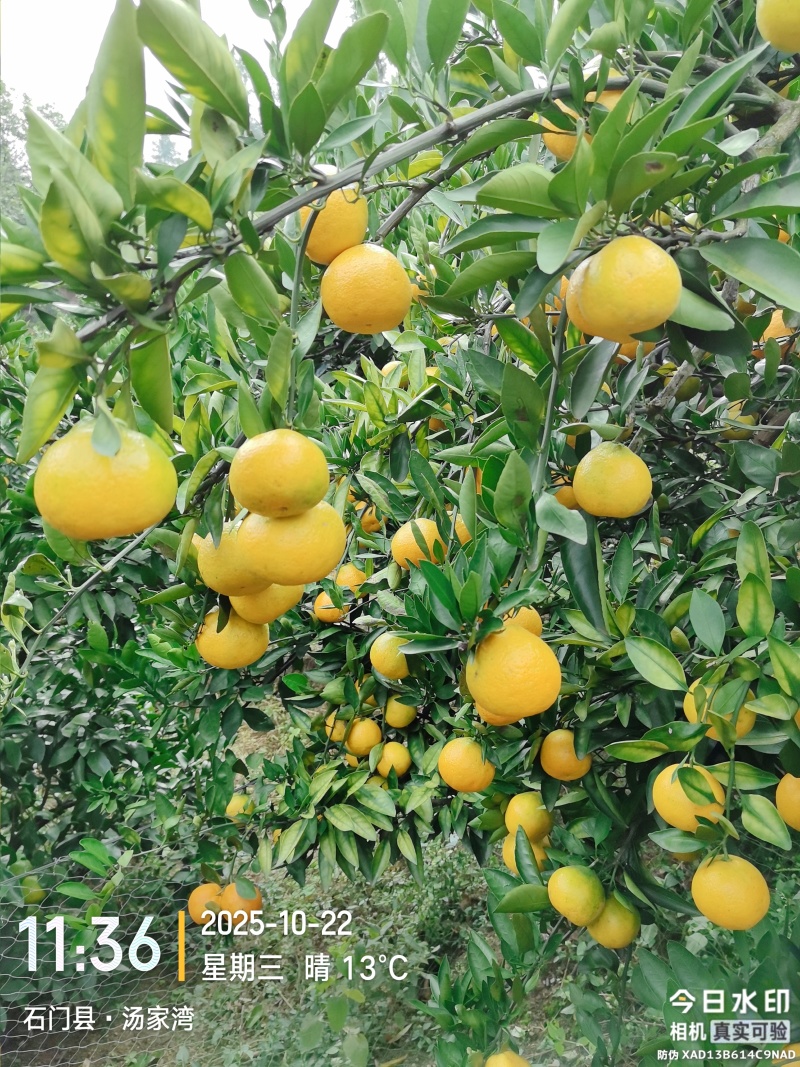 石门橘子又红了，酸酸甜甜刚刚好！