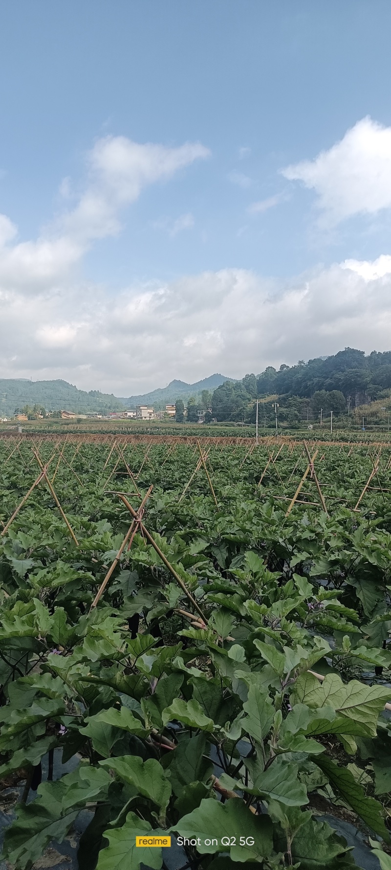 茄子