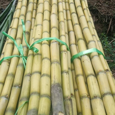 云南黄皮甘蔗，产地直销，脆甜汁多，颜色好口感好，欢迎采购