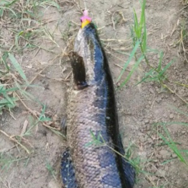 水库野塘黑鱼