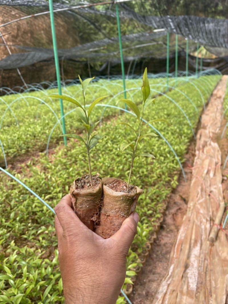 沉香小杯苗有喜欢的老板吗