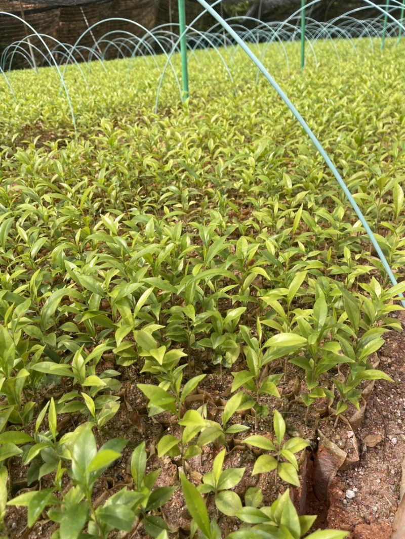 沉香小杯苗有喜欢的老板吗