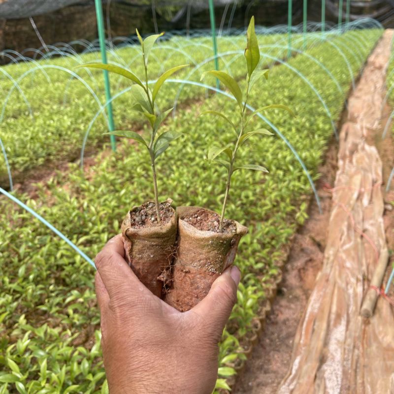 沉香小杯苗有喜欢的老板吗