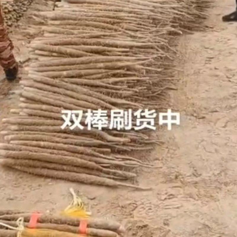 热卖中安阳内黄山药双棒山药基地直供实力代发全国商超