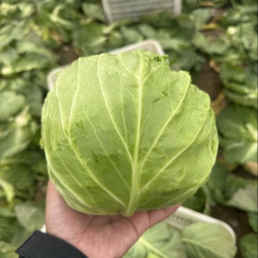 河南内黄县甘蓝菜大量上市