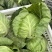 河南内黄县甘蓝菜大量上市