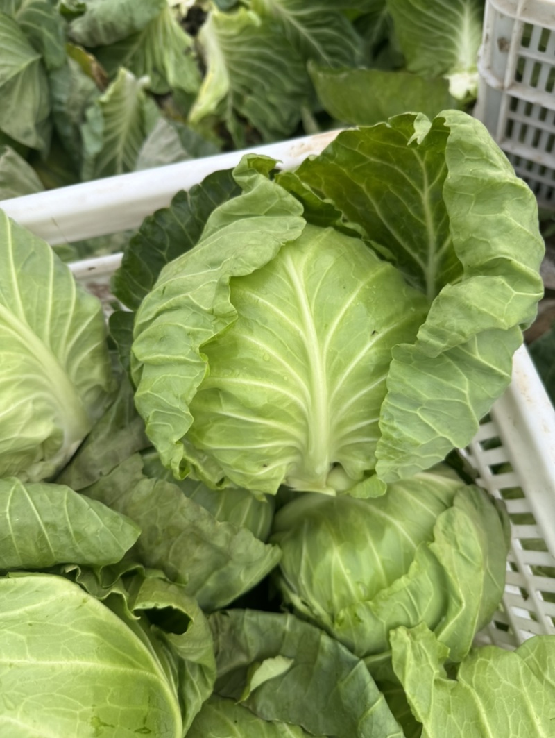 河南内黄县甘蓝菜大量上市