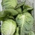 河南内黄县甘蓝菜大量上市