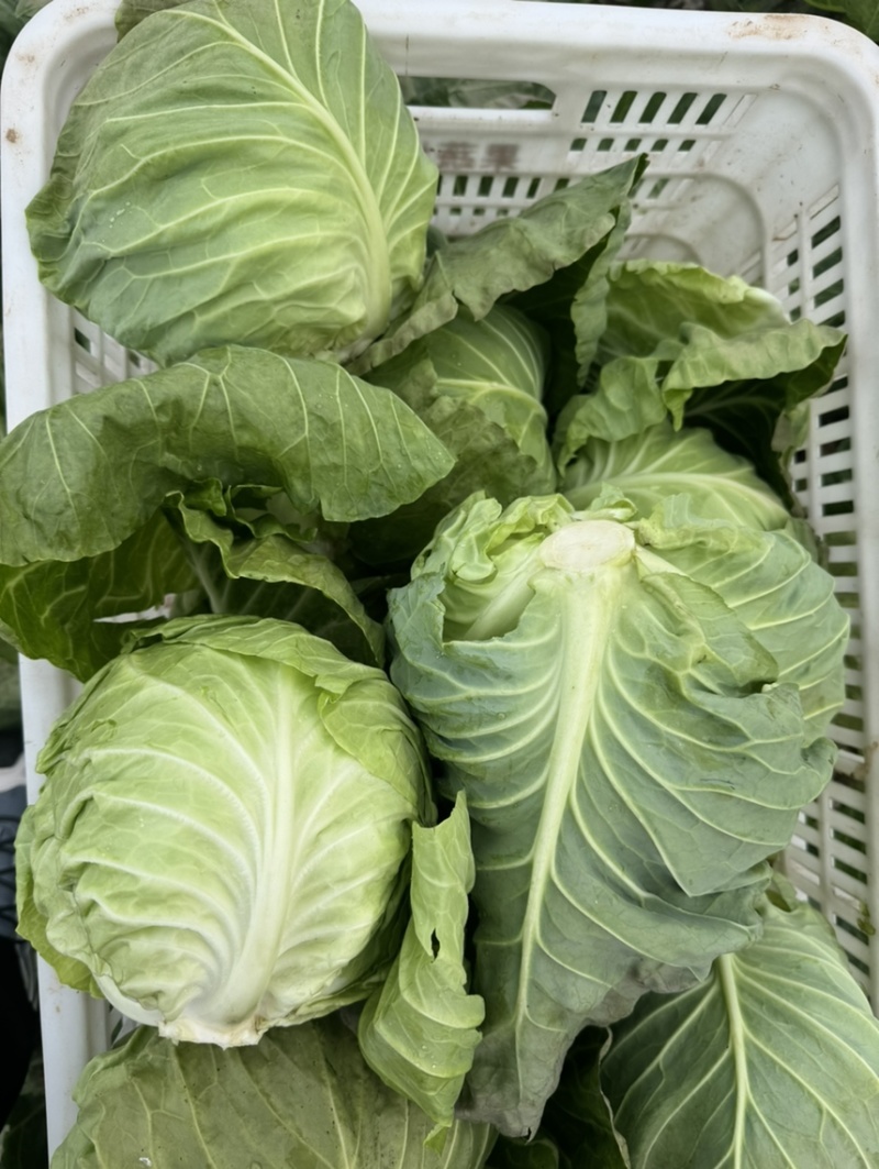 河南内黄县甘蓝菜大量上市