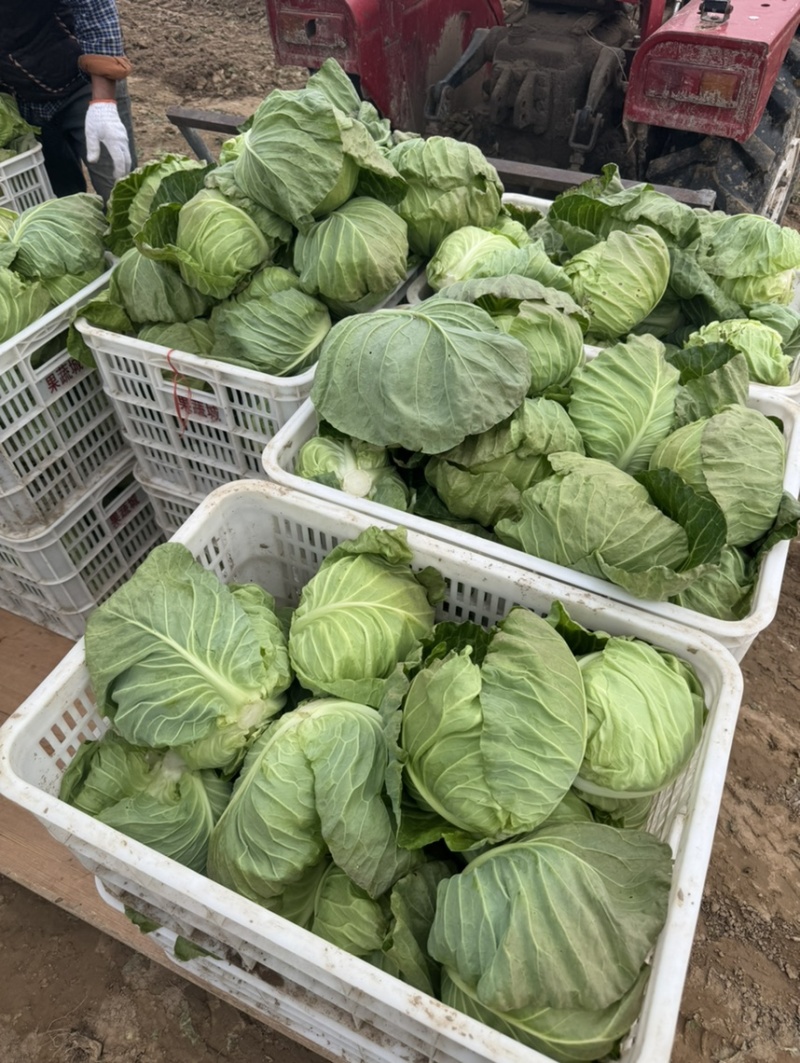 河南内黄县甘蓝菜大量上市