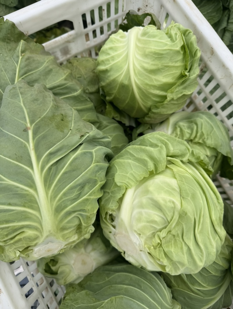 河南内黄县甘蓝菜大量上市