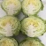 河南内黄县甘蓝菜大量上市