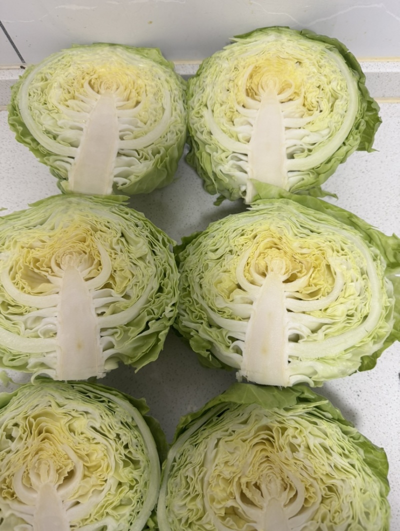 河南内黄县甘蓝菜大量上市