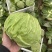 河南内黄县甘蓝菜大量上市