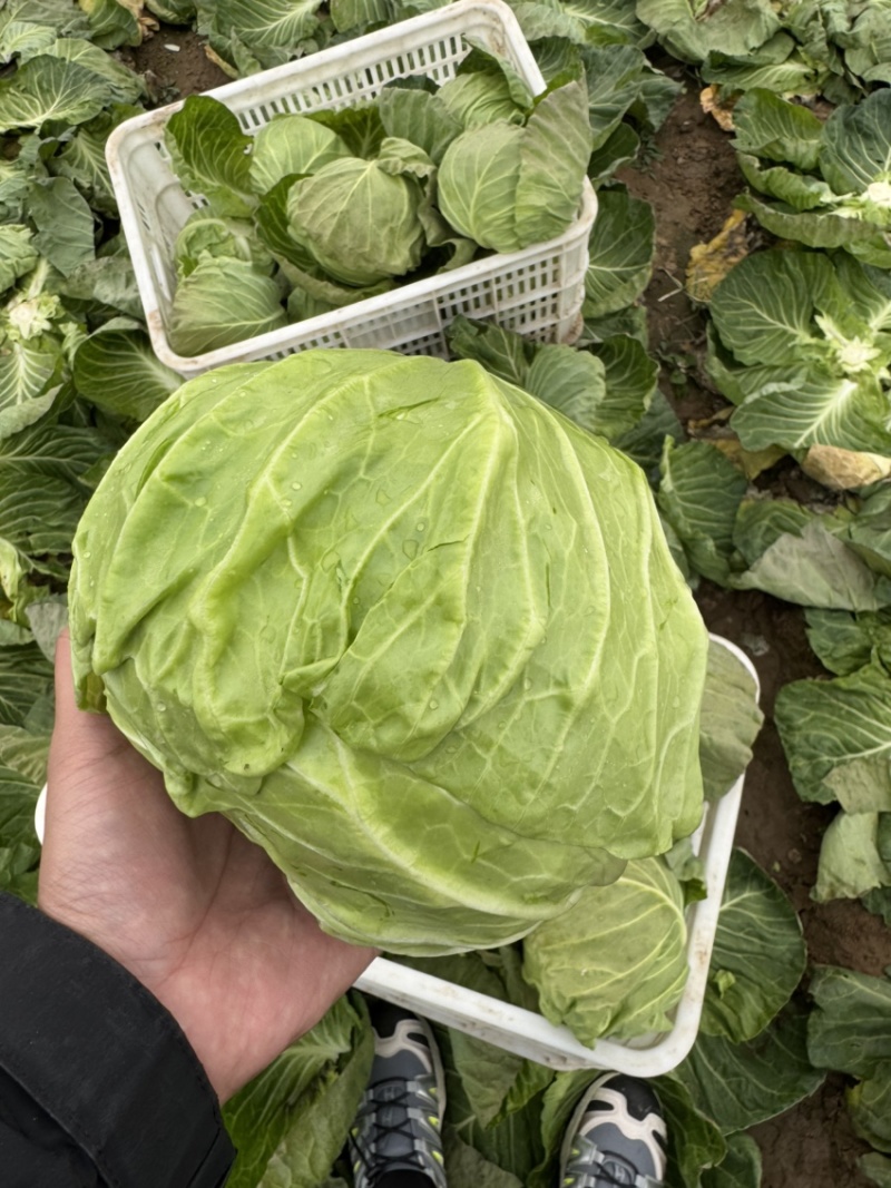河南内黄县甘蓝菜大量上市