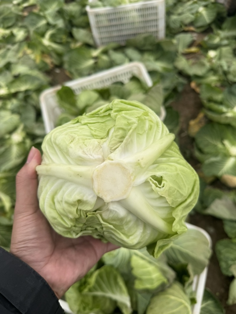 河南内黄县甘蓝菜大量上市