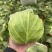 河南内黄县甘蓝菜大量上市