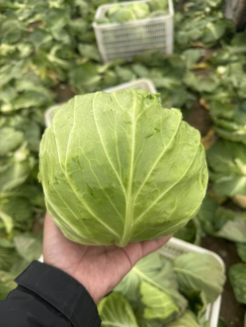 河南内黄县甘蓝菜大量上市